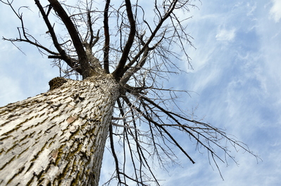Tree and sky