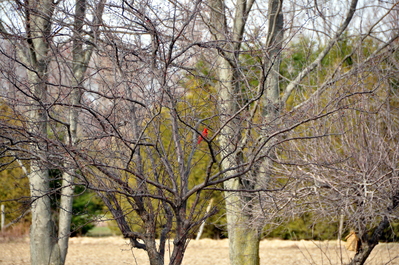 Cardinal
