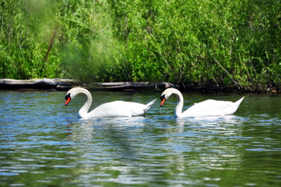 Parallel swans