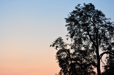 Tree at sunset