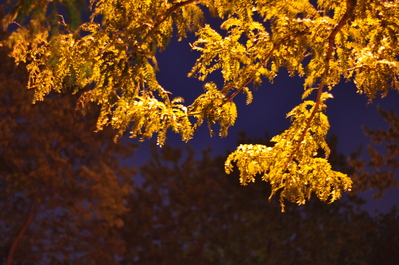 Tree in the streetlight