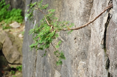 A cool tree growing out of rock