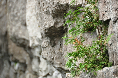 A cool tree growing out of rock