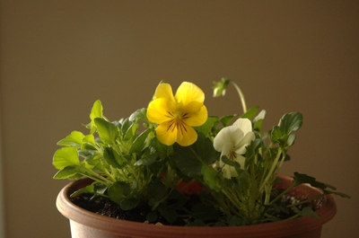 Flowers at my mom's house