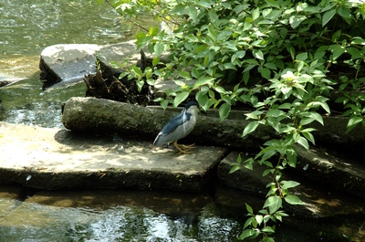 This random bird we saw on the island, no idea what it is