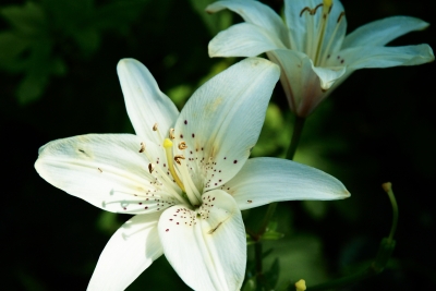 Pretty flower in New York City
