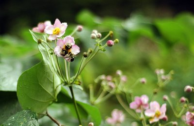 Bumble bees fighting over a flower in High Park