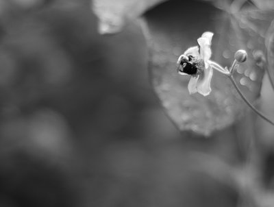 Bumble bee and flower in High Park