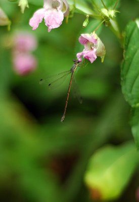 Dragonfly on a flower in High Park