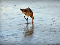 NIKON D90 -- f/5.6 -- 1/500s -- 200mm