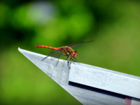 NIKON D90 -- f/5.6 -- 1/800s -- 200mm