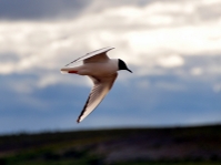 NIKON D90 -- f/5.6 -- 1/800s -- 200mm