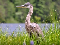 NIKON D90 -- f/5.6 -- 1/500s -- 200mm