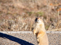 NIKON D90 -- f/5.6 -- 1/500s -- 200mm