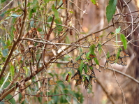NIKON D90 -- f/5.6 -- 1/25s -- 200mm