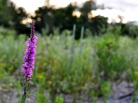 NIKON D90 -- f/5.6 -- 1/125s -- 50mm
