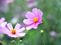 NIKON D90 -- f/3.2 -- 1/40s -- 50mm