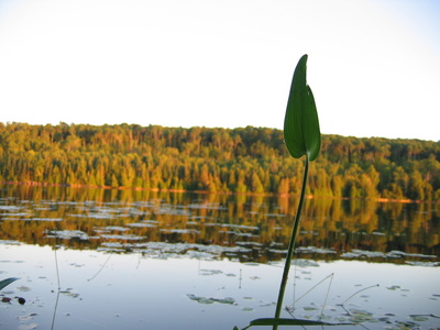 A cool plant thing growing up out of the water