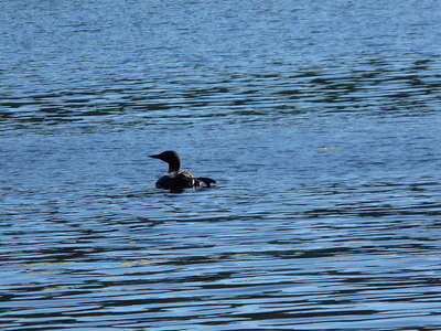 A loon