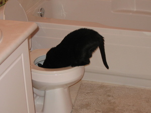 Angus drinking from the toilet