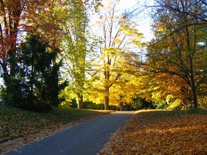 Glowing leaves in Springbank park