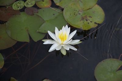 Water lily and lily pads