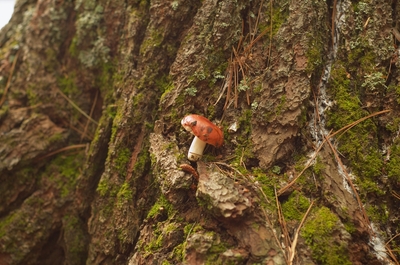 Cool mushroom I found