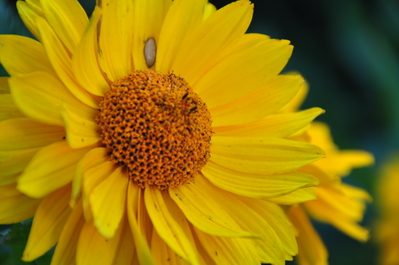 A random flower in Aunt Joanne's garden