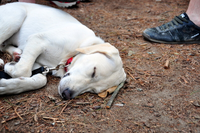 Gracie all tuckered out