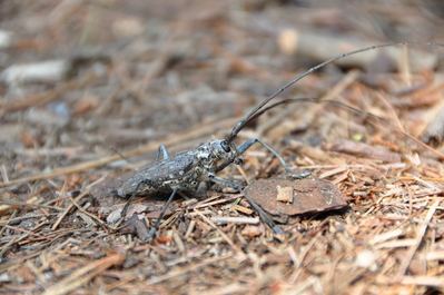 The bug that fell on my mom