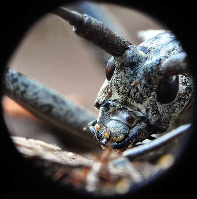Macro shot of the bug that fell on my mom