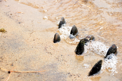 Mussels collected from the water