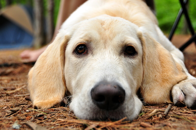 Gracie the dog