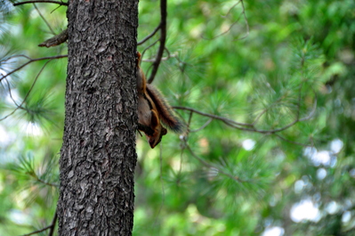 The teasing squirrel
