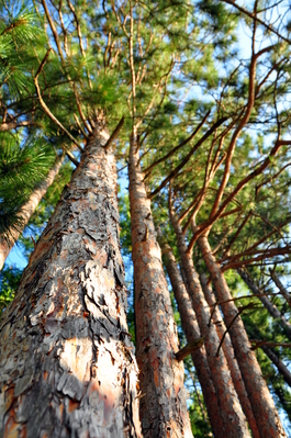 Trees in our campsite