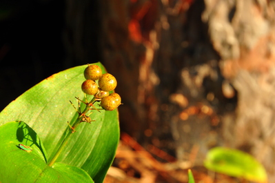 Leaves and berries and teeny tiny little bug