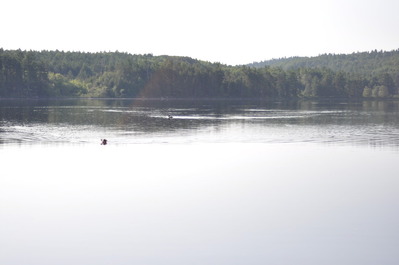 Marty being chased by a loon