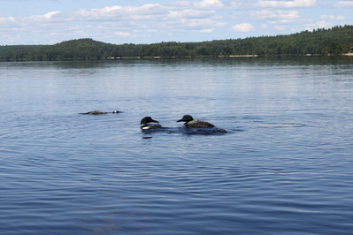 Loons on the lake
