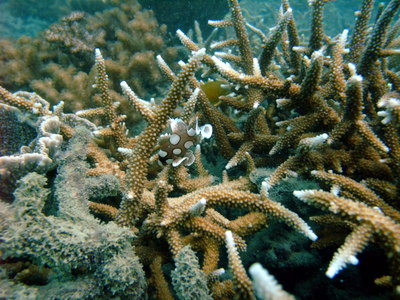Coral and fish in the fringing reef