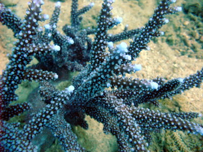 Coral in the fringing reef