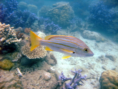 Coral and fish in the fringing reef