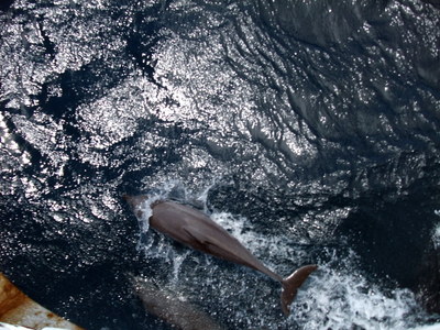 Dolphins!!