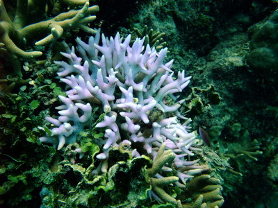 Great Barrier Reef
