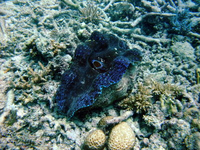 Great Barrier Reef