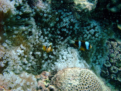 Great Barrier Reef