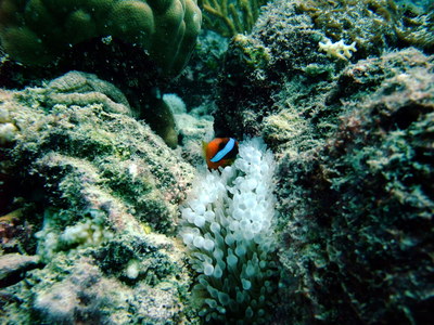 Great Barrier Reef