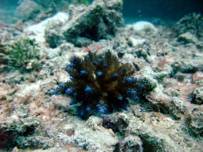 Great Barrier Reef