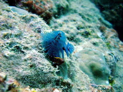 Great Barrier Reef