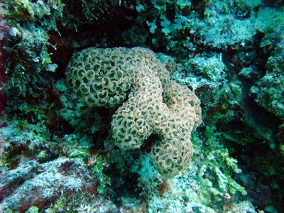 Great Barrier Reef