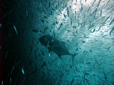 Big fish frightening the little fish